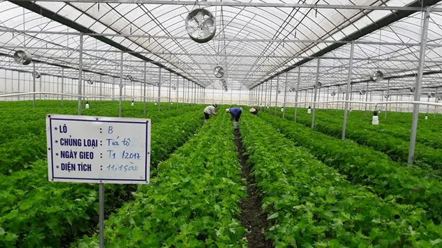 Tía tô xanh trồng trong nhà kính, thu nhập tới 10 tỷ đồng/ha