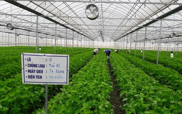 Tía tô xanh trồng trong nhà kính, thu nhập tới 10 tỷ đồng/ha