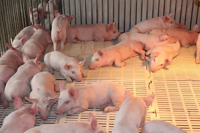 Giá lợn hơi đột ngột đảo chiều, người chăn nuôi tránh đi vào 'vết xe đổ'