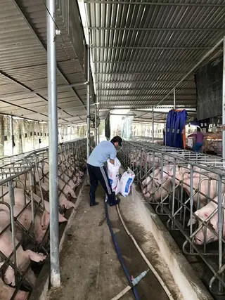 Các doanh nghiệp cần nghiêm túc ngồi lại tìm giải pháp cứu ngành nuôi heo