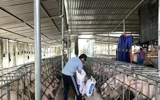 Các doanh nghiệp cần nghiêm túc ngồi lại tìm giải pháp cứu ngành nuôi heo