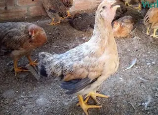 Bệnh ORT (hay còn gọi hắt hơi ở gà)