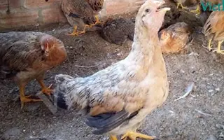 Bệnh ORT (hay còn gọi hắt hơi ở gà)