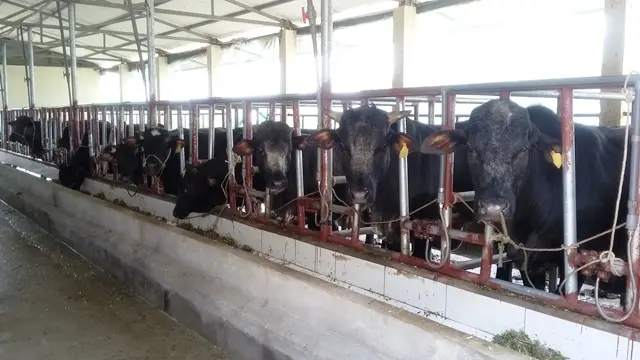Chăn nuôi Việt Nam chuyển mình để hội nhập và phát triển