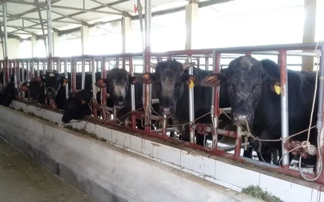 Chăn nuôi Việt Nam chuyển mình để hội nhập và phát triển