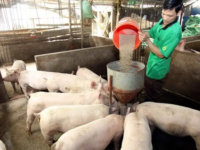 Lợn hơi tăng 'nóng' lên 44.000 đồng/kg thương lái mua mạnh
