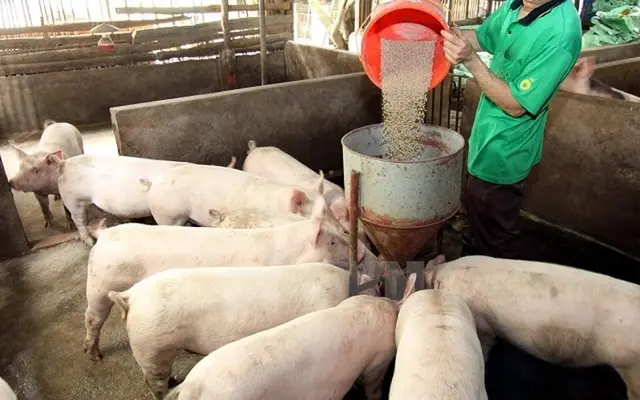 Lợn hơi tăng 'nóng' lên 44.000 đồng/kg thương lái mua mạnh