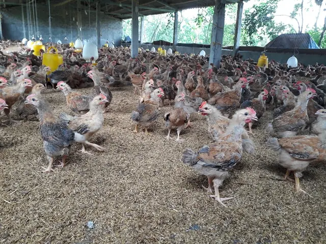 Nhiều chủ trại trắng tay vì ham giống gà nhập lậu giá rẻ
