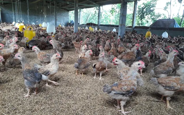 Nhiều chủ trại trắng tay vì ham giống gà nhập lậu giá rẻ