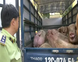 Lợn Trung Quốc bắt đầu lác đác tràn sang Việt Nam, tới đây sẽ ra sao?