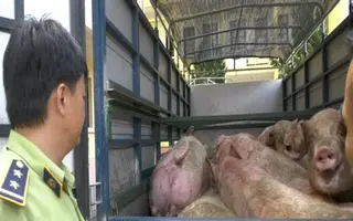 Lợn Trung Quốc bắt đầu lác đác tràn sang Việt Nam, tới đây sẽ ra sao?