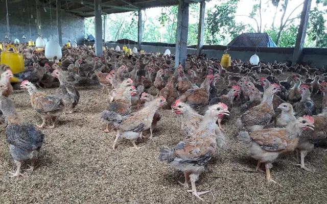 Báo động bệnh viêm khớp MS trên gà