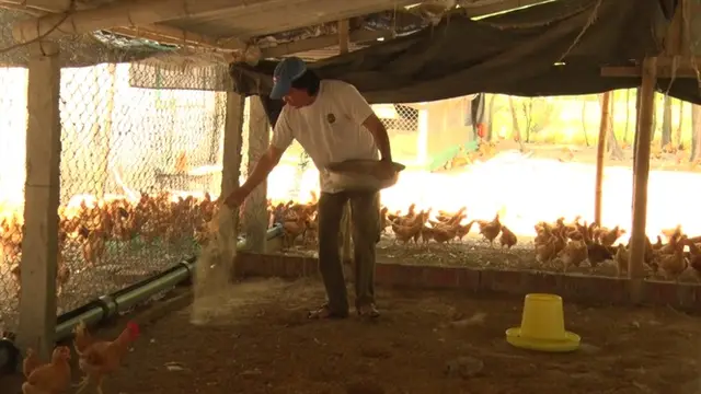 Nuôi gà trên đất cát ven biển