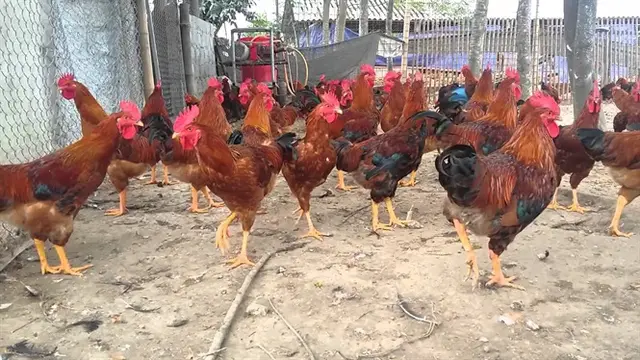 Bắc Ninh: Nuôi gà J-DABACO an toàn sinh học