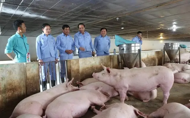 Điều gì giúp Dabaco vượt kế hoạch năm sau 9 tháng?