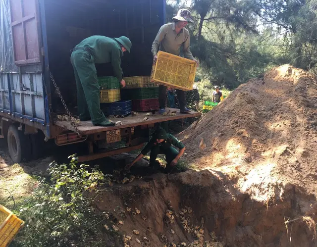 Bắt thuyền chở 50.000 gà giống từ Trung Quốc về Việt Nam