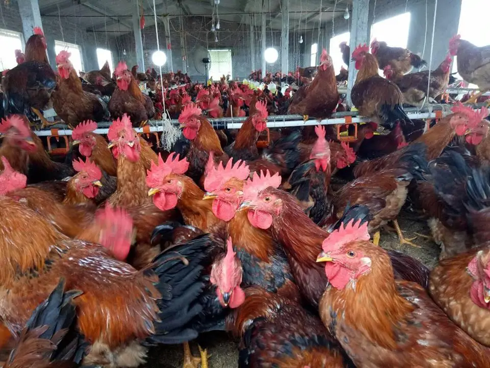 Giải quyết vấn đề dịch bệnh trong nông trại