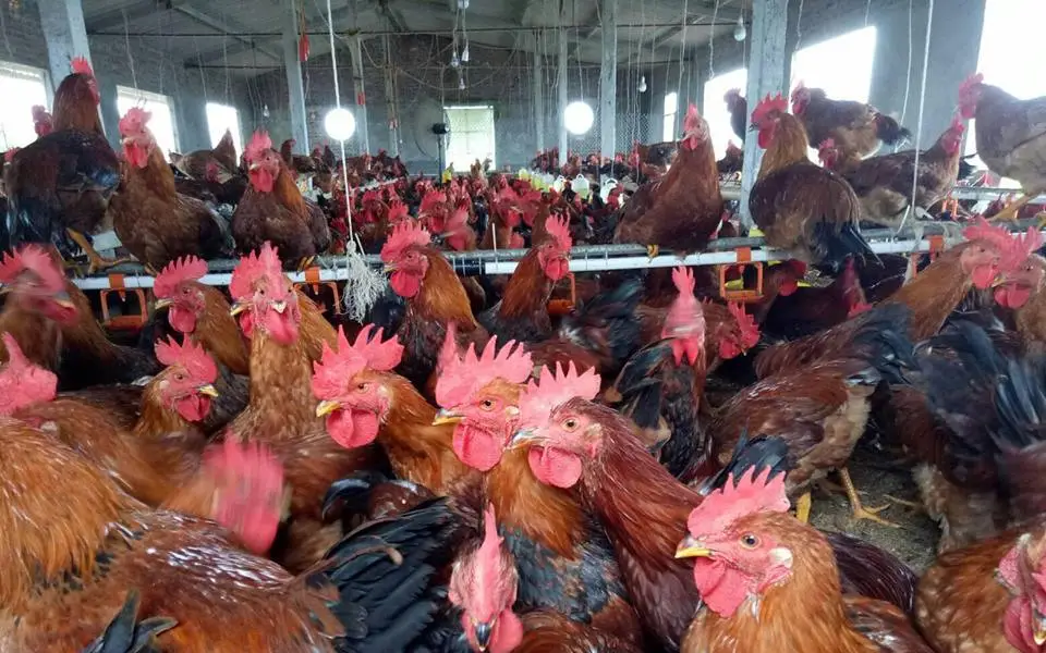 Giải quyết vấn đề dịch bệnh trong nông trại
