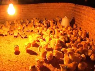 Úm gà là chuyện nhỏ