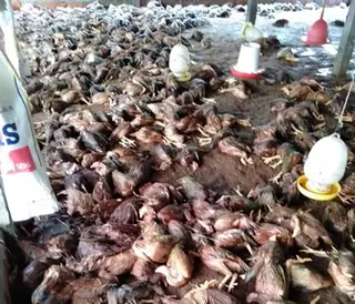 ​Hằng trăm ngàn con gà nuôi bán tết 'chết chìm' tại Quảng Nam