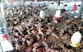 ​Hằng trăm ngàn con gà nuôi bán tết 'chết chìm' tại Quảng Nam