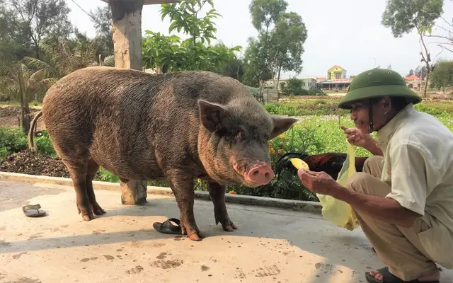 Chú heo kỳ lạ 'chủ nói gì làm nấy': Biết dắt cả đàn bò, ăn gà bỏ xương