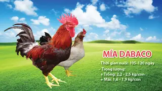 To như gà Mía Dabaco