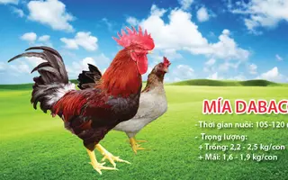 To như gà Mía Dabaco