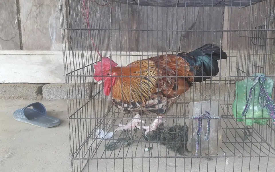 Lạ Sơn La: Đang dưng gà mái bỗng nhiên "chuyển giới" thành gà trống