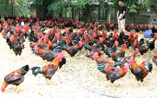 Dabaco và hành trình xoay chuyển giống gà lông màu Việt lên tầm cao mới