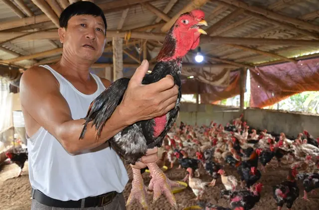 Gà lai Đông Tảo 'thoái trào'