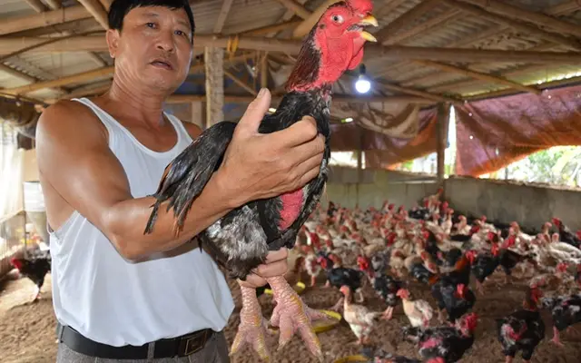 ​Gà lai Đông Tảo 'thoái trào'