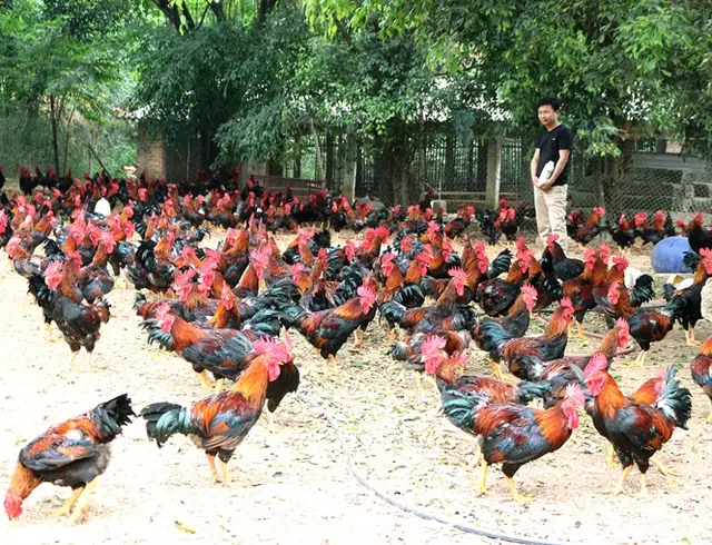 DABACO AND THE JOURNEY OF UPGRADING VIETNAM’S BROWN CHICKEN BREEDS.
