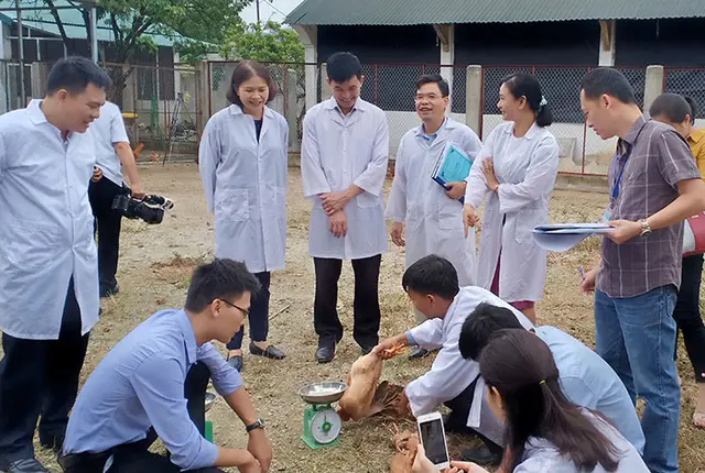 Đánh giá mô hình nuôi gà J- Dabaco trên đệm lót sinh học
