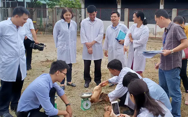 Đánh giá mô hình nuôi gà J- Dabaco trên đệm lót sinh học