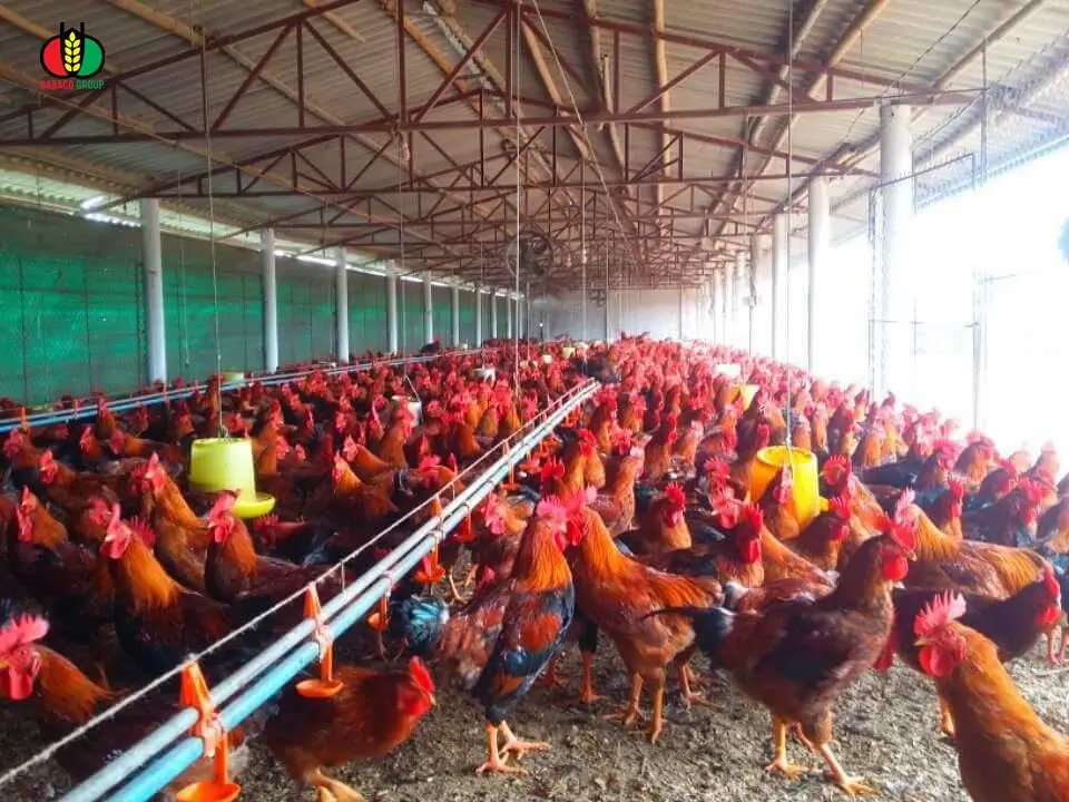 Vào gà J-Dabaco đón tết Nguyên đán 2020