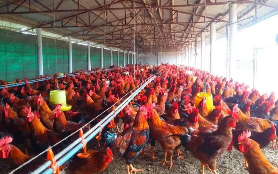 Vào gà J-Dabaco đón tết Nguyên đán 2020