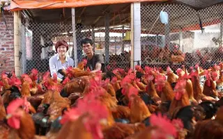 Làm gì để nâng cao sức cạnh tranh ngành gia cầm?