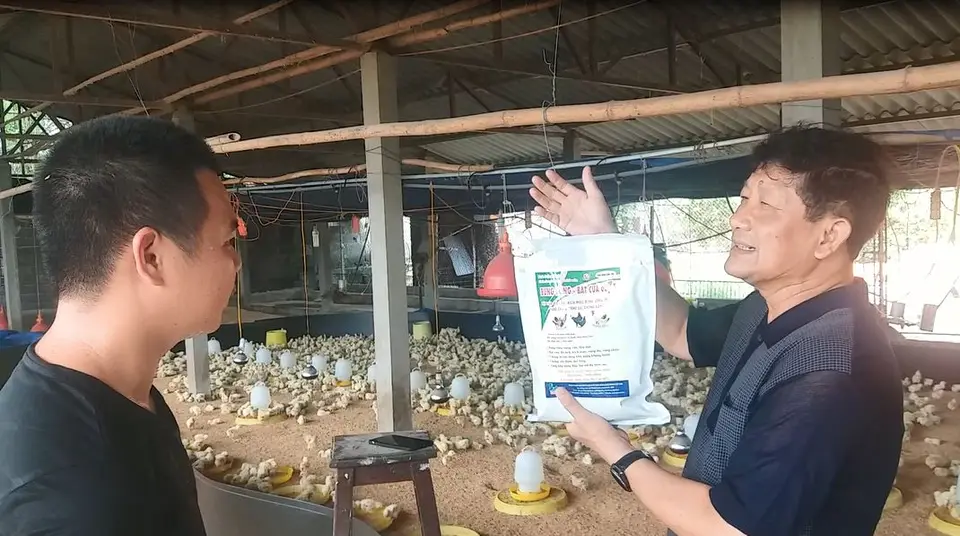 Hiện tượng Gà cắn mổ nhau