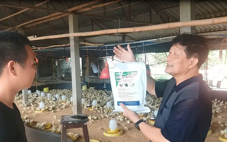 Hiện tượng Gà cắn mổ nhau