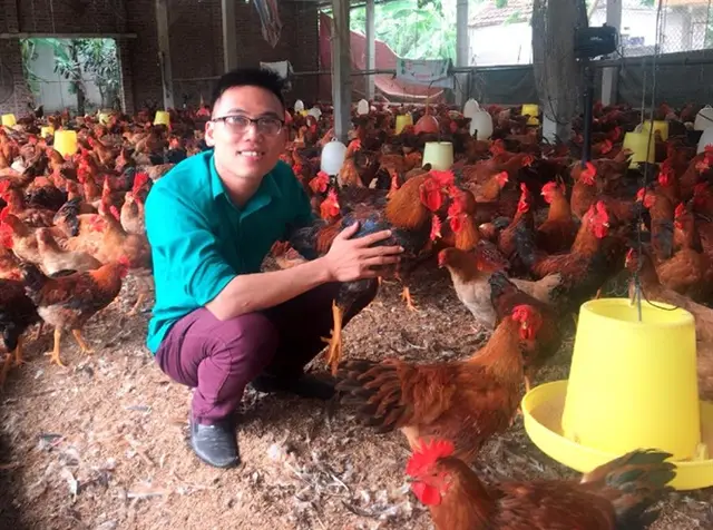 Giá gà miền Bắc tăng mạnh