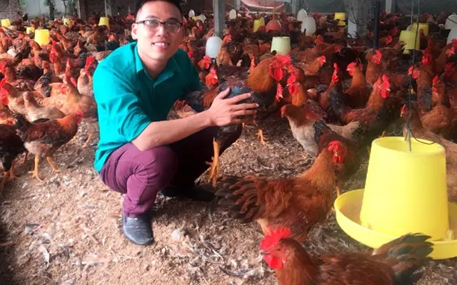 Giá gà miền Bắc tăng mạnh
