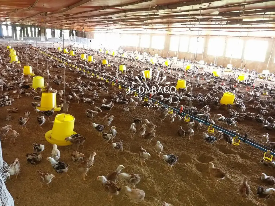 Dabaco đặt mục tiêu chiếm lĩnh trên 35% thị phần giống gà màu của cả nước