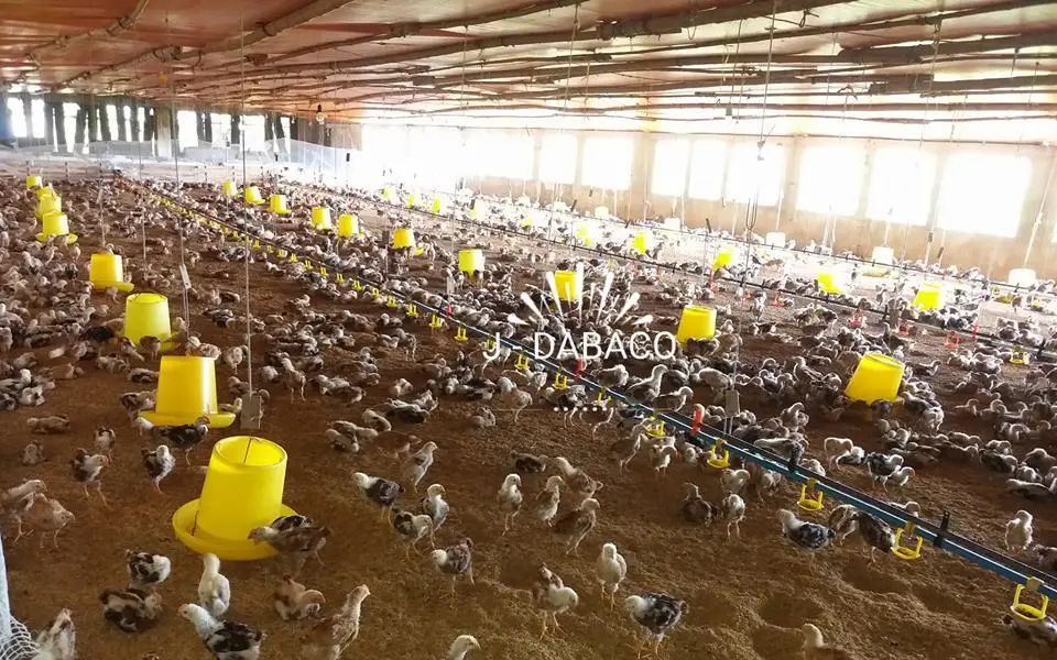 Dabaco đặt mục tiêu chiếm lĩnh trên 35% thị phần giống gà màu của cả nước