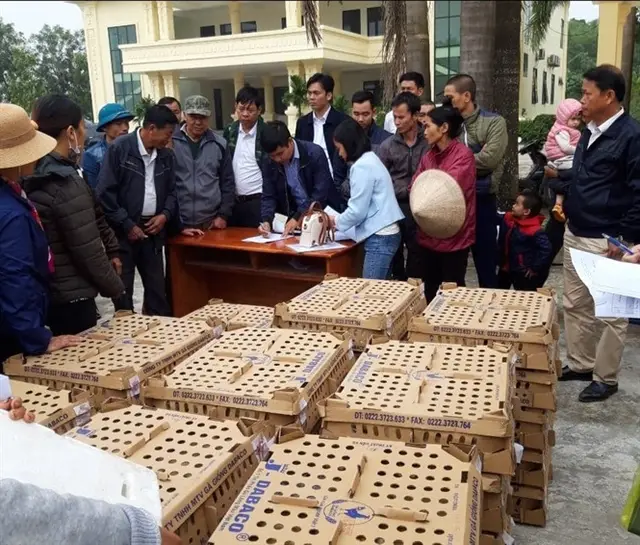 Ninh Bình hỗ trợ chăn nuôi sau dịch tả lợn Châu Phi