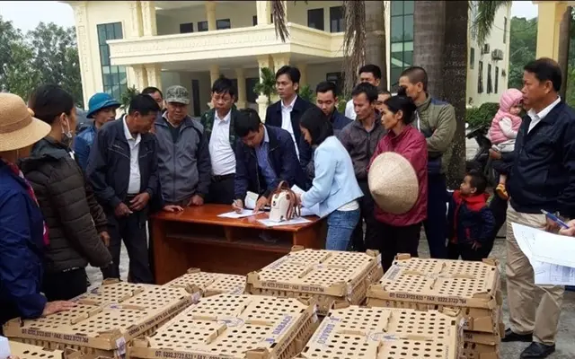 Ninh Bình hỗ trợ chăn nuôi sau dịch tả lợn Châu Phi
