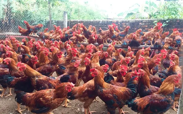 Thời cơ vàng tăng thị phần thịt gà