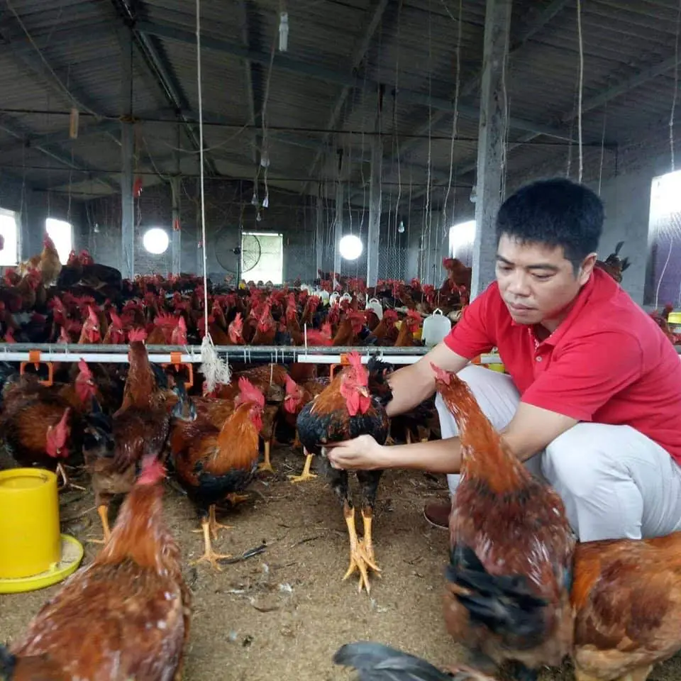 ​Giá gà tại Vĩnh Phúc tăng nhẹ sau khi hết cách ly dịch Covid-19