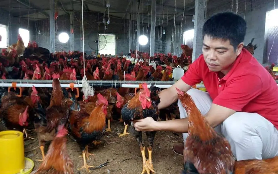 Giá gà tại Vĩnh Phúc tăng nhẹ sau khi hết cách ly dịch Covid-19