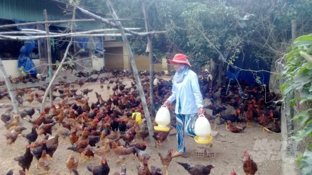 Giá gà và sức mua tăng, người nuôi phấn khởi